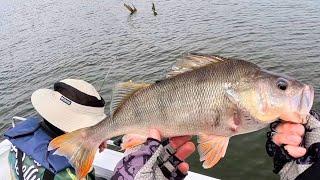 Fishing for Redfin Perch in the snags