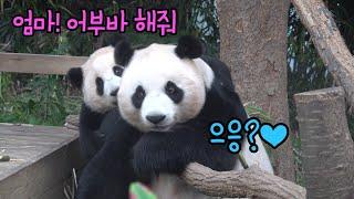 에버랜드 판다월드 ep36 "애교란 게 폭발했어요" 엄마 맘을 들었다놨다 하는 아기판다 푸바오와 딸 애교에 좋아죽는 엄마 푸바오 Baby Panda Fu Bao