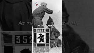 Bear Wojtek: The Unbearable Bravery in 60 Seconds ️ #shorts #wojtekbear #ww2 #short #history