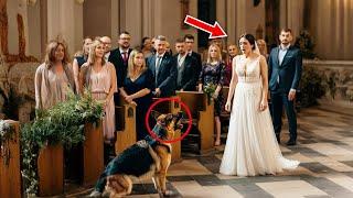 On Her Wedding Day, Her Dog Blocked Her Path — Then She Discovered the Heartbreaking Reason...