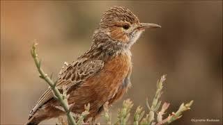 16 lark calls from southern Africa