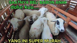 BABON ANAK MUNCUL LAGI HARGA SUPER MURAH WA 085735288008 zaenal arif farm kediri jawa timur