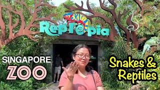 Reptopia Tour | Singapore Zoo