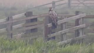 White tailed Eagle, Buckenham Marshes RSPB, Norfolk, 03/05/2017