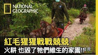 當地人用焚燒來開闢森林，導致紅毛猩猩棲息地越來越少的原因!! 牠們失去居住地恐將面臨被眷養的宿命!【紅毛猩猩戰戰兢兢】