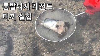 통발낚시 할때 고등어미끼를 써야되는 이유 fish trap