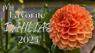 Dahlia Garden Tour | My Favorites of 2024