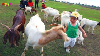 Con Dê - Mẹ ơi tại sao, Cháu yêu bà - Ca nhạc thiếu nhi hay vui nhộn cho bé yêu