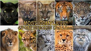 MOST COMPLETE! 43 CAT SPECIES (Felidae)