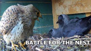 Kestrel Attacks Jackdaws Nest | Kestrel vs Jackdaw