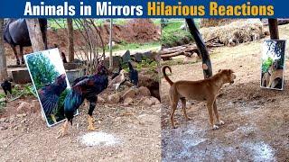 Animals in Mirrors Hilarious Reactions | Dreamer Paul Vlog