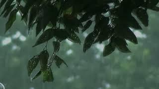 The sound of rain that calms your mind, ASMR for deep sleeping. Rain sounds for Relaxation