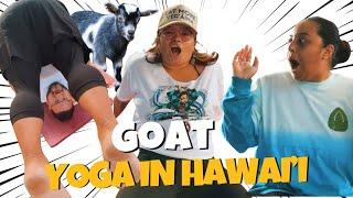 Trying Goat Yoga in Hawaii for the first time