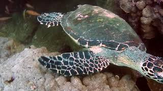 Scuba Diving in Huatulco, Mexico