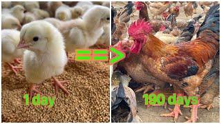 CHICKEN RAISING FROM 1 DAY TO 190 DAYS