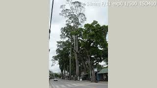 Super Tall Trees In Town Photos