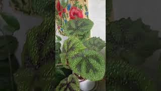 Massoniana!️#plants #garden #orchid #flowers #begonia#