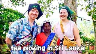 Picking tea in the Sri Lankan mountains!