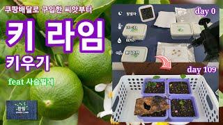 쿠팡배달로 산 씨앗부터 키 라임 키우기 . how to grow key lime from seed boughted coupang delivery.