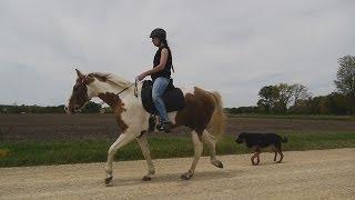 Train your Pacey horse to Gait Smoothly