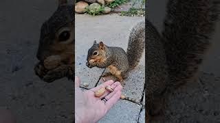 Squirrel Eating The Good Peanuts  #shorts
