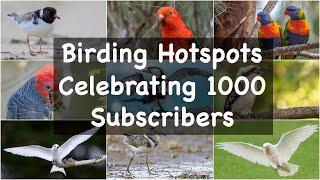 Some of my favourite Aussie birds to celebrate 1000 subs.