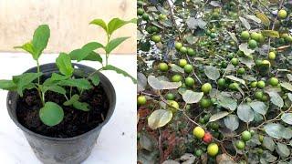 How To Grow JUJUBE Tree From Seeds Simple Work At Home And Easy Way, 100% Growing Fast