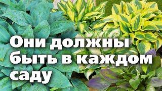 Хосты от А до Я  Неприхотливые красавицы для каждого сада