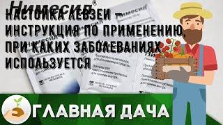 Настойка левзеи — инструкция по применению, при каких заболеваниях используется