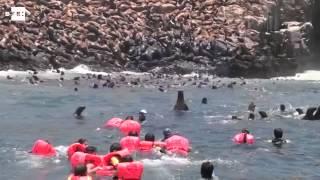 Un baño entre leones marinos, frente a la capital peruana