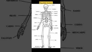 ESQUELETO HUMANO EL ARMAZÓN DEL CUERPO