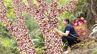 AMAZING Harvest Forest Eggplant to market sell | 2 years living in the forest | UR Lý Tiểu Luyến