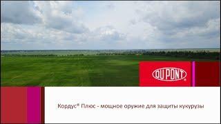 Кордус® Плюс - мощное оружие для защиты кукурузы