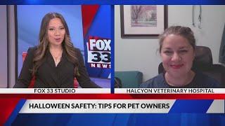 Halloween pet safety: Vet shares tips