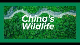 China’s Wildlife | Kyle Obermann