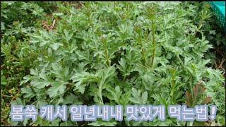#쑥보관법#봄쑥캐기~향이 아주 황홀 그 자체!쑥 캐러가세!