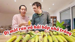 #222 Tưởng đâu trắng tay năm nay nhưng vẫn có bắp-hái rau Việt ngoài vườn-thôn quê Pháp