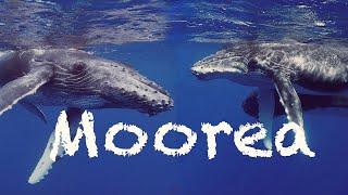 Moorea (4K), French Polynesia, 2022 - Sound of the Whales (swimming with humpback whales, dolphins)