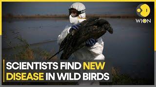 'Plasticosis': A new disease found in seabirds | WION Climate Tracker | English News