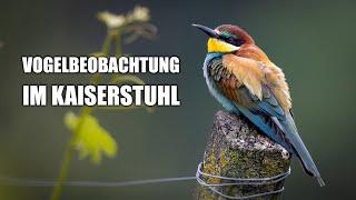 Bienenfresser, Neuntöter und Turmfalke - Vogelbeobachtung im Kaiserstuhl