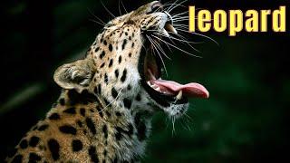 Discover the World of leopard: Unveiling the Secrets of These Majestic Creatures"