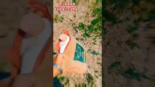 #shortvideoviral #drendingvideo #shortvideoviral #farminglife (Sunil Raj vlogs)