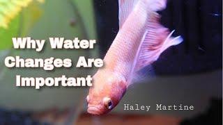 Why Water Changes Are Important