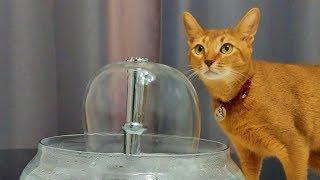 DIY Cat Water Fountain