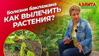 БОЛЕЗНИ БАКЛАЖАНОВ. Как вылечить растения?