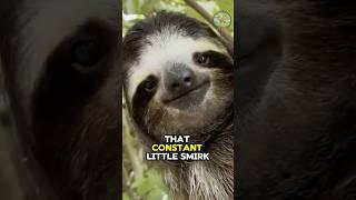 Life in the Slow Lane: Sloths 