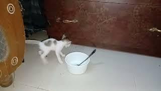 cat video cat new funny video kh tv cat new funny video