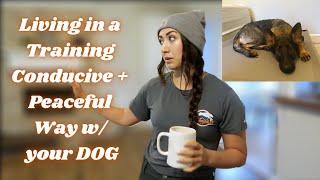 Living in a "Training Conducive" + Peaceful Way w/ YOUR DOG (Especially High Drive Dogs)