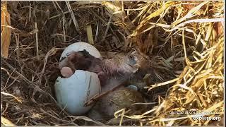 Explore Decorah Hatchery eaglet hatches