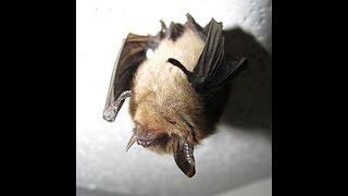 Webinar: Fire and the Northern Long-Eared Bat: Vulnerability and Management Considerations.